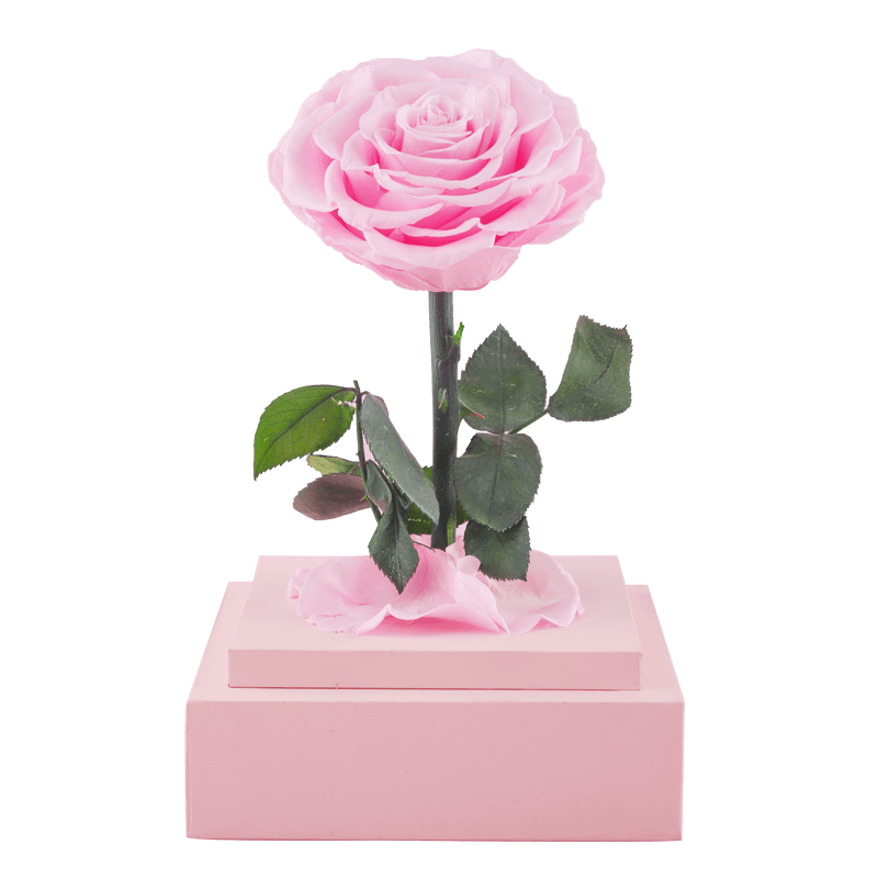 Preserved pink rose in acrylic domes Paper Packaging China